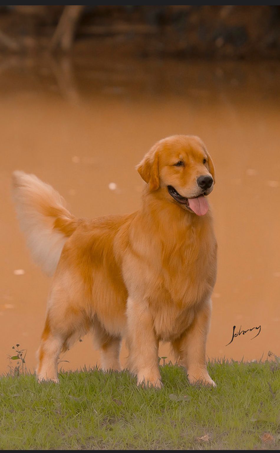 Exemplar Winkel's Golden